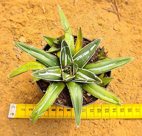 Agave victoriae reginae
