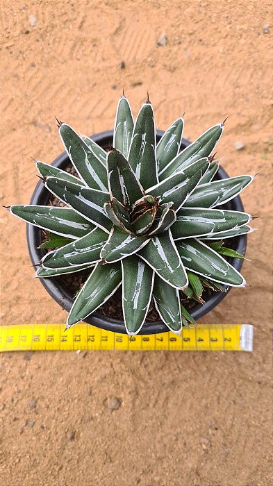 Agave victoriae reginae