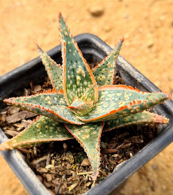 Aloe bright star