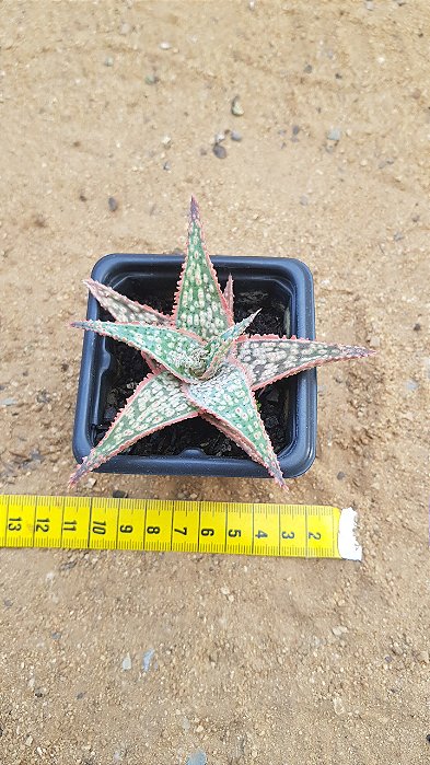 Aloe bright star