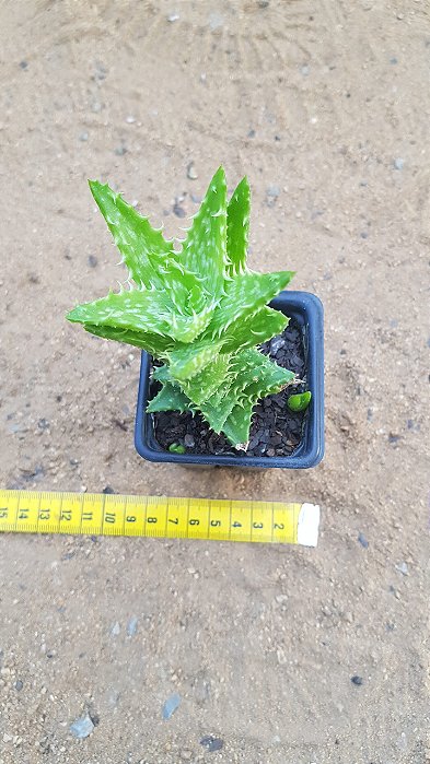 Aloe juvenna