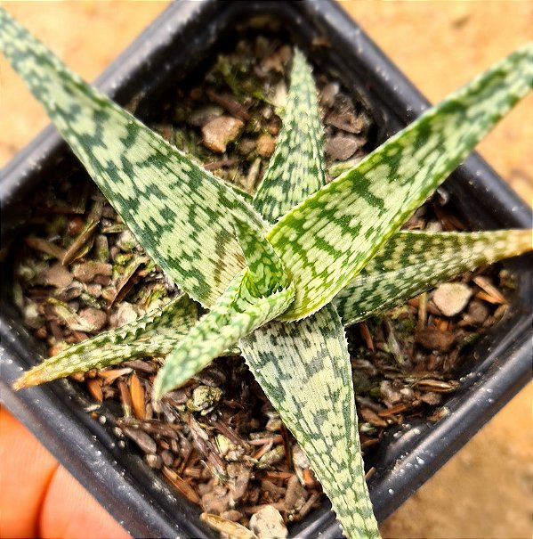 Aloe rauhii