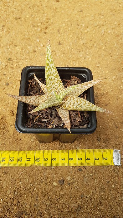 Aloe rauhii