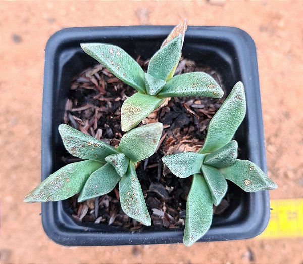 Aloinopsis orpenii