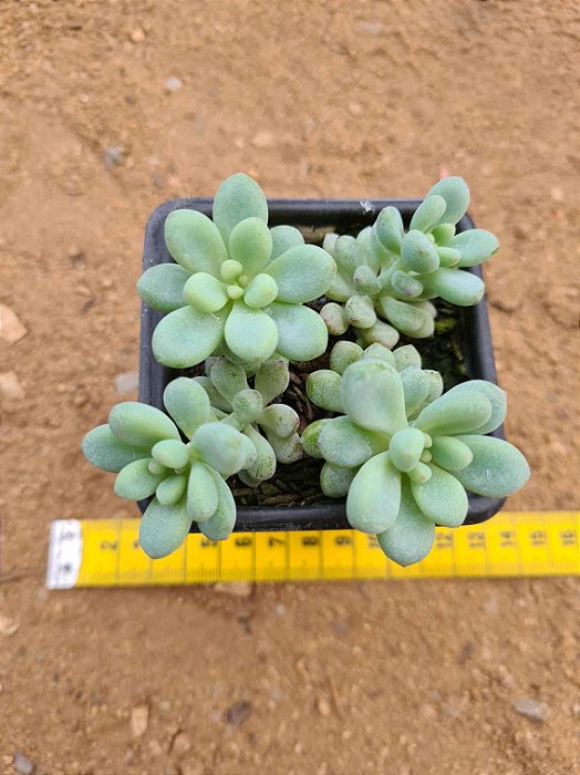 Amoena microcalyx