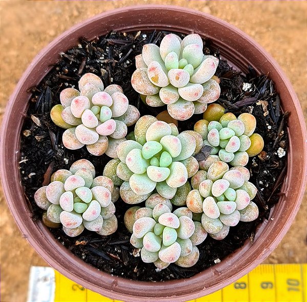 Amoena microcalyx