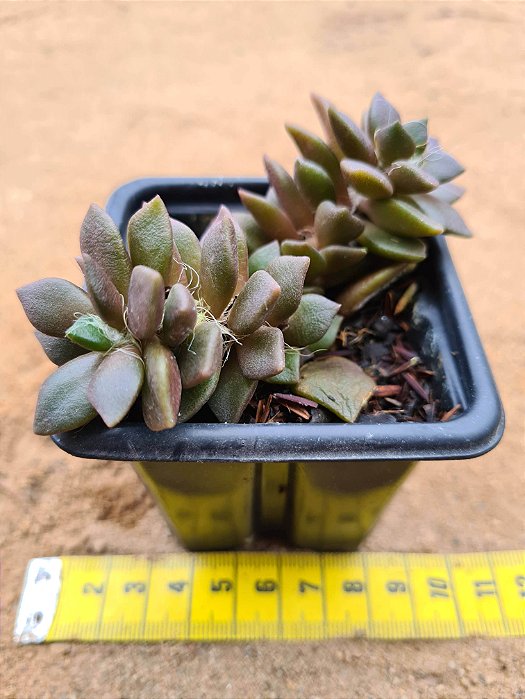 Anacampseros rufescens arachinoides