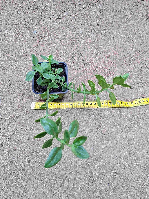 Aptenia cordifolia