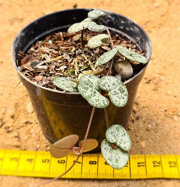 Ceropegia woodii - Suculenta "coração emaranhado""