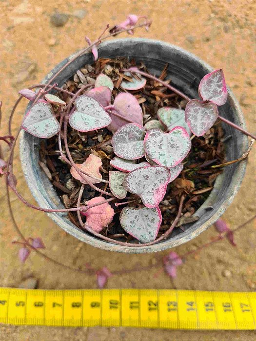 Ceropegia woodii variegata