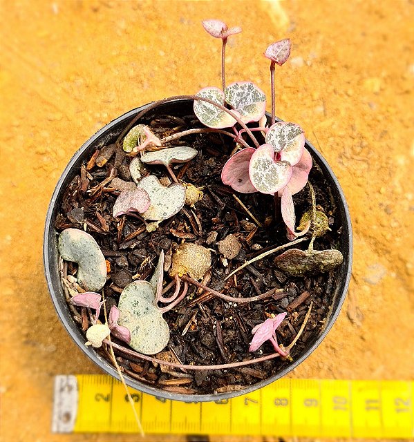 Ceropegia woodii variegata