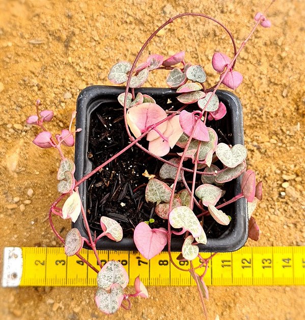 Ceropegia woodii variegata - Suculenta "coração emaranhado variegata"