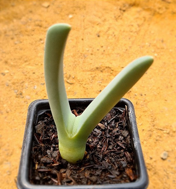 Cheiridopsis candidissima