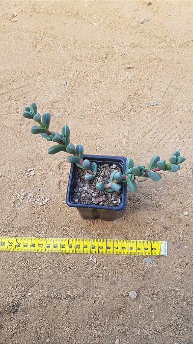Corpuscularia lehmanni - Suculenta "coração partido"