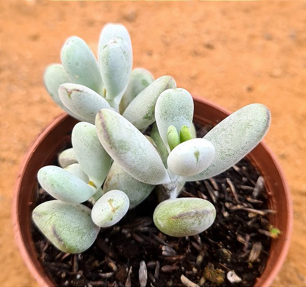 Cotyledon orbiculata var. Oophylla