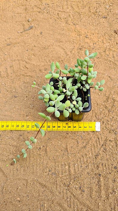 Cotyledon papillaris
