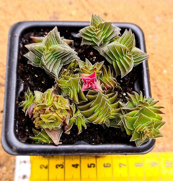 Crassula capitella thyrsiflora