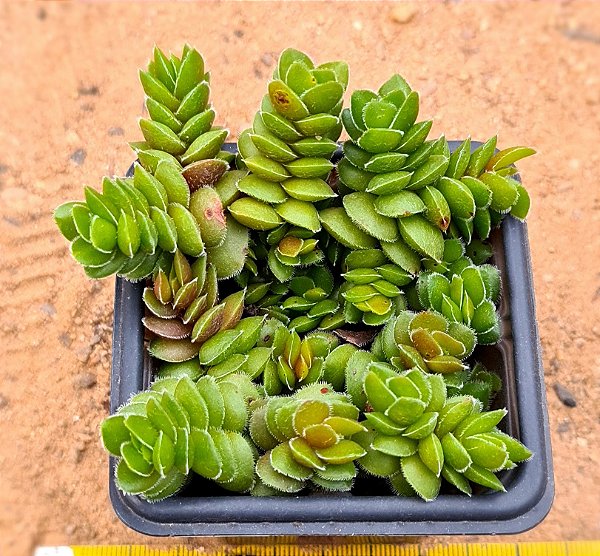 Crassula david