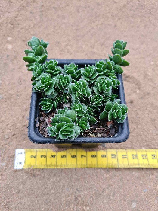 Crassula david