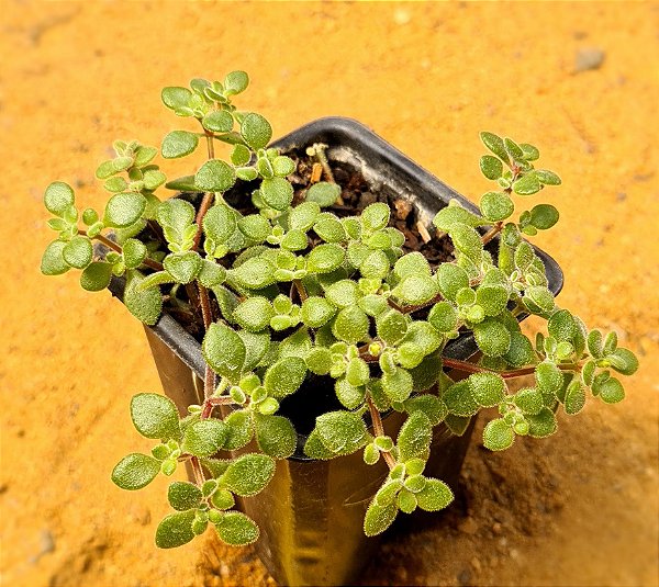 Crassula expansa subsp. Fragilis