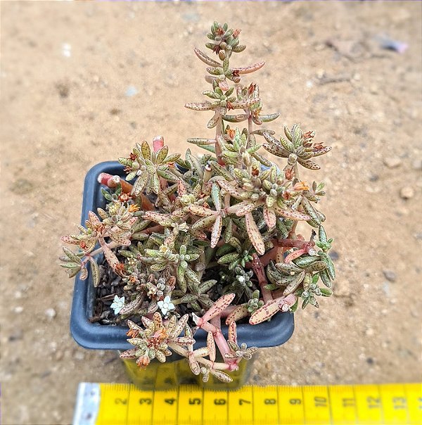 Crassula humbertii