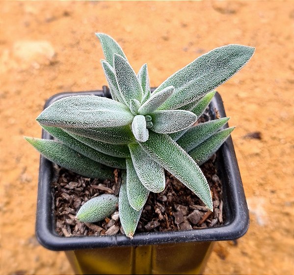 Crassula mesembryanthemoides tenelli