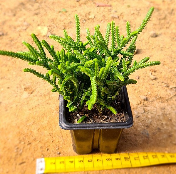 Crassula muscosa