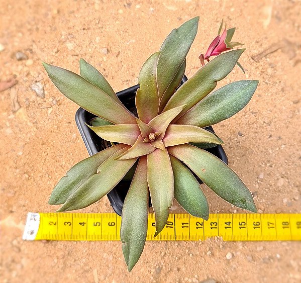 Crassula orbicularis v. rosularis