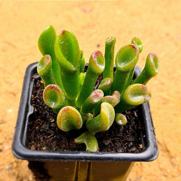Crassula ovata gollum - "Orelha-de-Shrek"