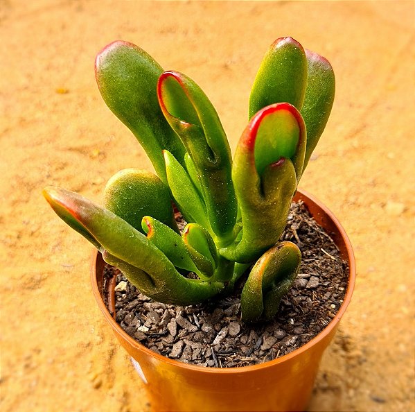 Crassula ovata hobbit fiona