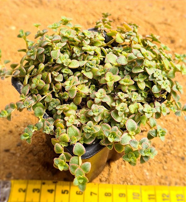 Crassula pellucida ssp marginalis minima