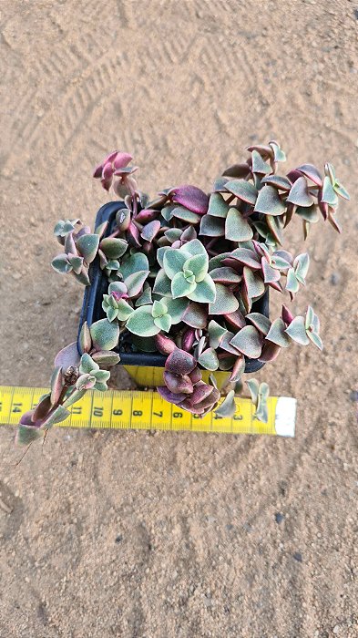 Crassula pellucida variegata