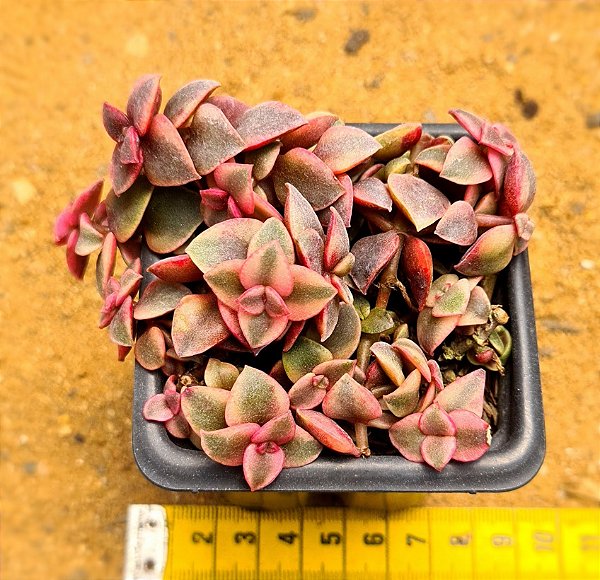 Crassula pellucida variegata