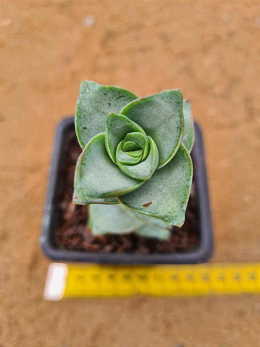 Crassula perforata conjucta