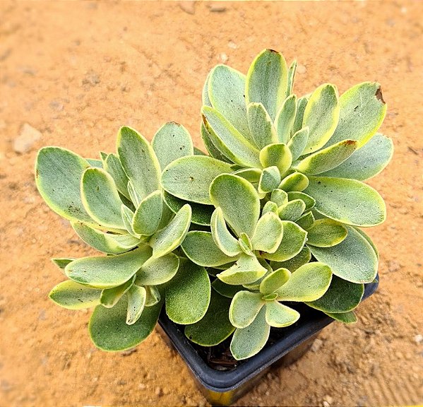 Crassula rusby variegata