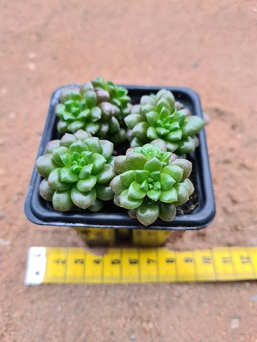 Cremmosedum little gem
