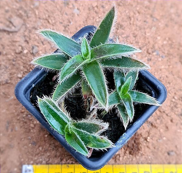 Cyanotis somalienses