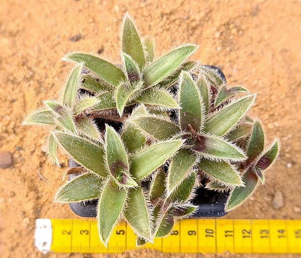 Cyanotis somalienses