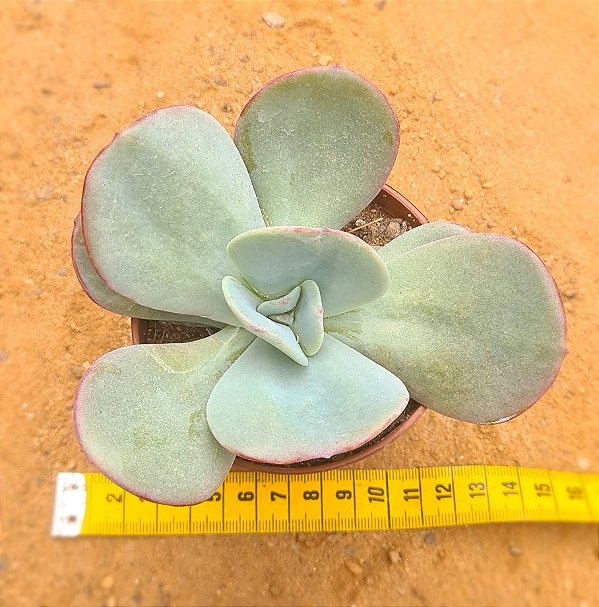 Echeveria gila