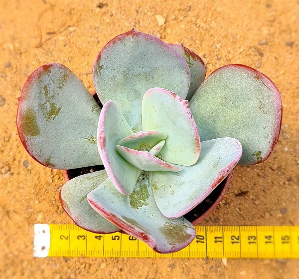 Echeveria gila