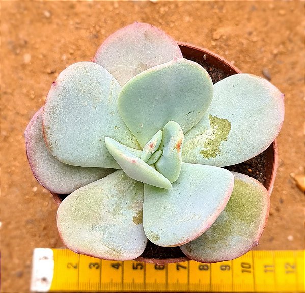 Echeveria gila