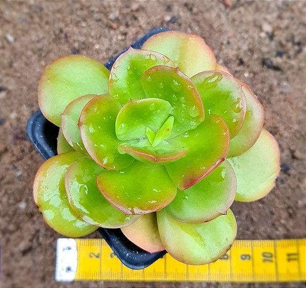 Echeveria ginmei tennyo