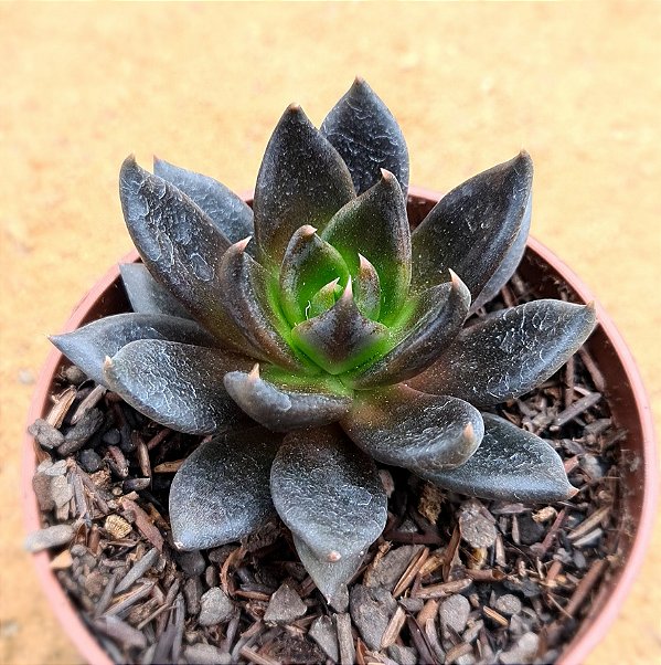Echeveria gotica