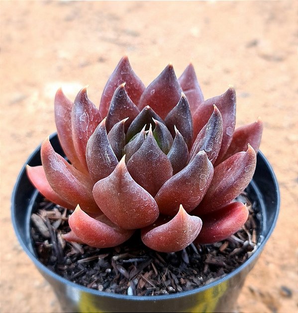 Echeveria gotica
