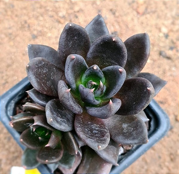 Echeveria gotica