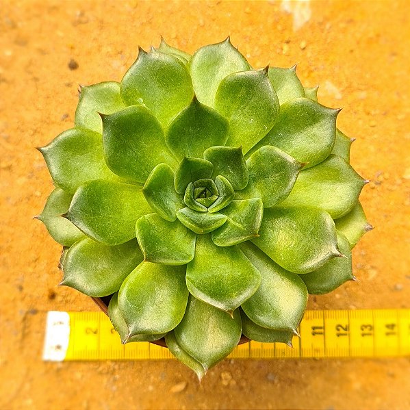 Echeveria green rose