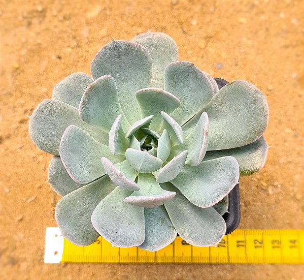 Echeveria grey prince