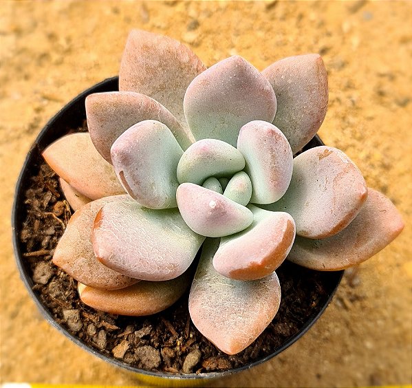 Echeveria grosso