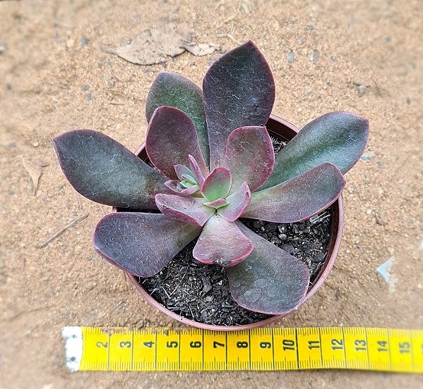 Echeveria hanaikada