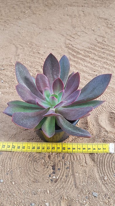 Echeveria hanaikada